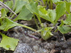 Viola cleistogamoides