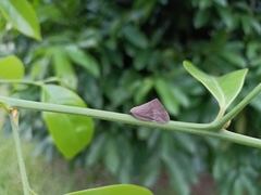 Ricaniidae