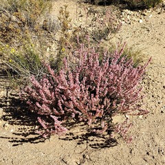 Eriogonum wrightii membranaceum
