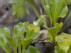 Viola cleistogamoides