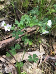 Geranium solanderi