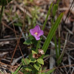 Rhexia nuttallii
