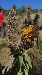 Buddleja