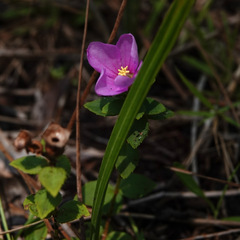 Rhexia nuttallii