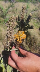 Buddleja
