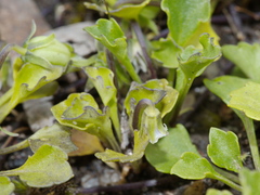 Viola cleistogamoides