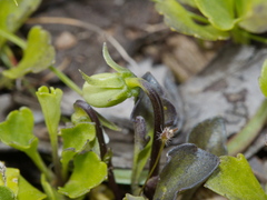 Viola cleistogamoides
