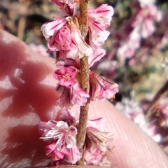 Eriogonum wrightii membranaceum