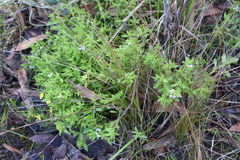 Scaevola albida