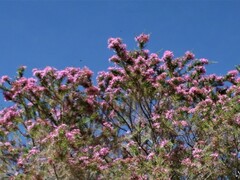 Calytrix exstipulata