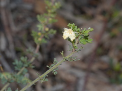 Acacia mitchellii