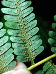 Alsophila latebrosa