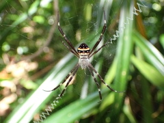 Argiope caledonia