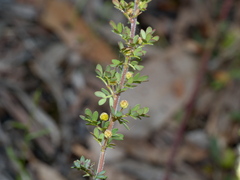Acacia mitchellii