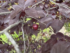 Prunus cerasifera pissardii