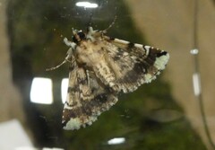 Pansemna beryllodes
