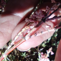 Eriogonum wrightii membranaceum
