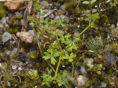 Hydrocotyle foveolata