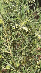 Asclepiadoideae