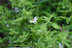 Scaevola albida