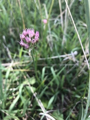 Allium geyeri