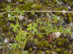Hydrocotyle foveolata