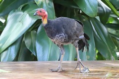 Alectura lathami lathami