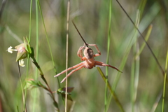 Neosparassus diana
