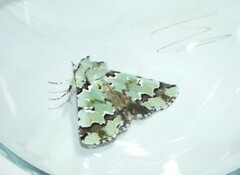 Pansemna beryllodes