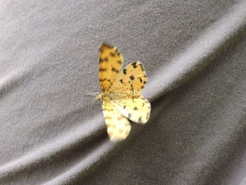 listnatka hluchavková (Pseudopanthera macularia)