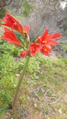 Zephyranthes phycelloides