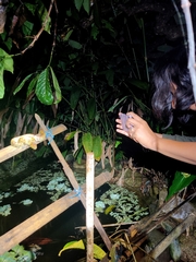 Craspedocephalus malabaricus