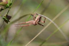 Neosparassus diana