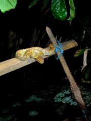 Craspedocephalus malabaricus