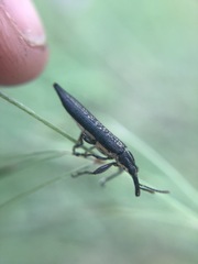 Rhinotia lineata