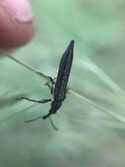 Rhinotia lineata
