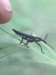Rhinotia lineata