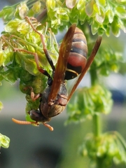 Polistes humilis