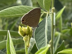Jamides bochus formosanus