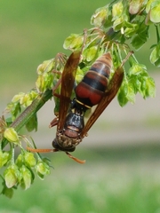 Polistes humilis