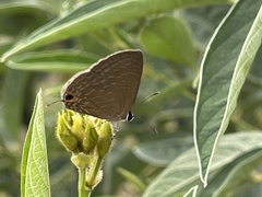 Jamides bochus formosanus