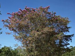Calytrix exstipulata