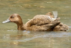 Aythya australis