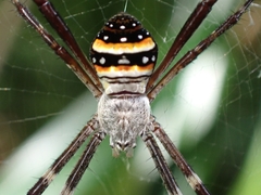 Argiope caledonia