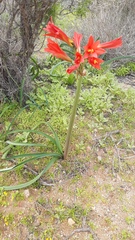 Zephyranthes phycelloides