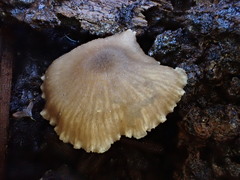Entoloma readiae