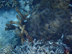 Pseudanthias huchtii