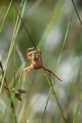 Neosparassus diana