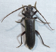 Arhopalus rusticus