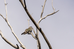 Chrysococcyx basalis